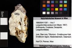 Foto (Objket + Etiketten) von Longodromites excisus (von Meyer, 1857) 